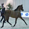 Senior Stallion Silver Champion: Muhab BHM (S.M.A. Magic One X Mademoiselle) 