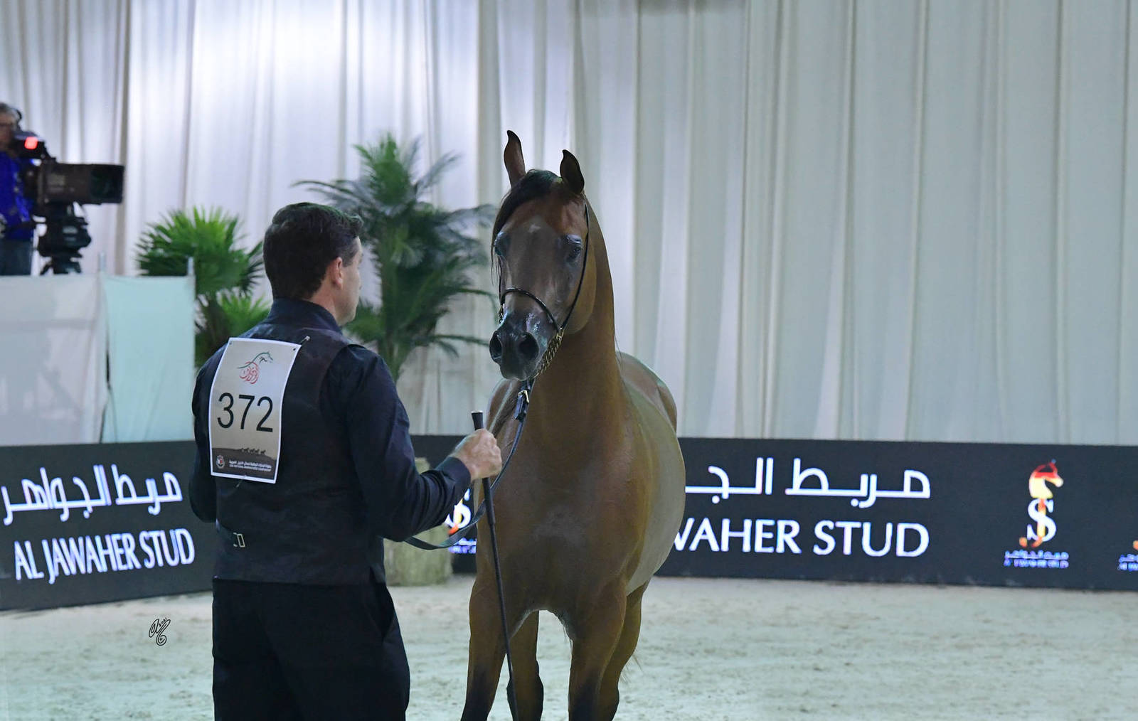 Senior Stallion Silver Champion: Muhab BHM (S.M.A. Magic One X Mademoiselle) 