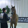 Senior Stallion Silver Champion: Muhab BHM (S.M.A. Magic One X Mademoiselle) 