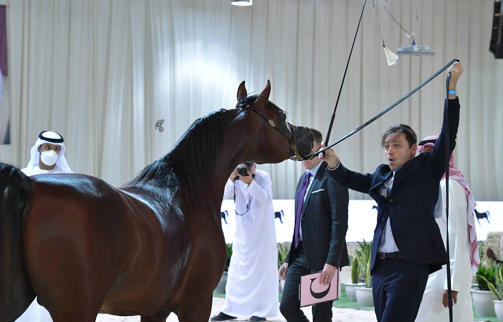 Senior Stallion Bronze Champion: D Jari (Polidoro FC X Juwanda OS)