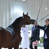 Senior Stallion Bronze Champion: D Jari (Polidoro FC X Juwanda OS)