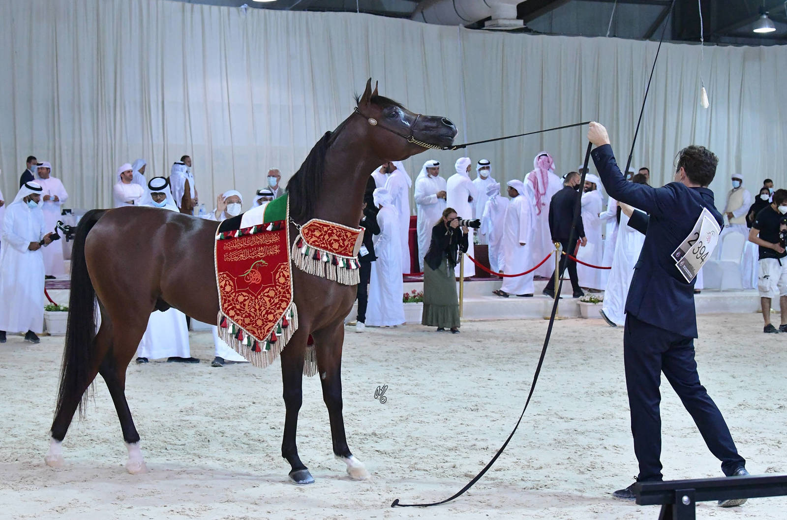 Senior Stallion Bronze Champion: D Jari (Polidoro FC X Juwanda OS)