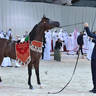 Senior Stallion Bronze Champion: D Jari (Polidoro FC X Juwanda OS)