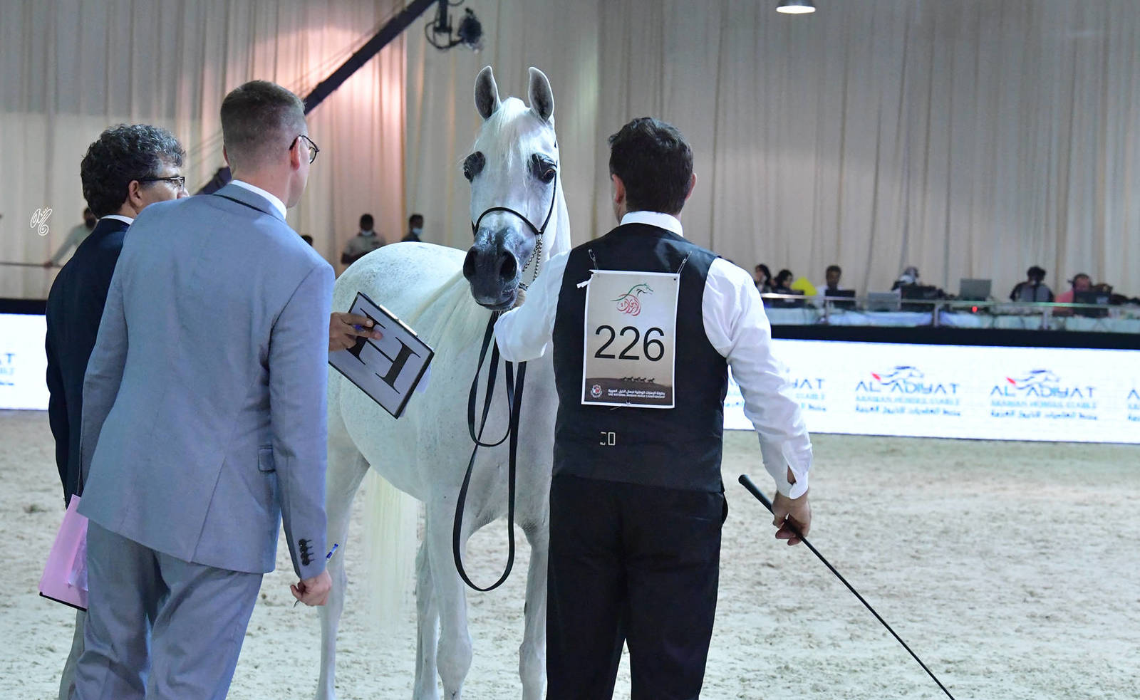 Senior Mare Gold Champion Basandrasettimocielo: (Ajman Moniscione X MA Scarlet) 