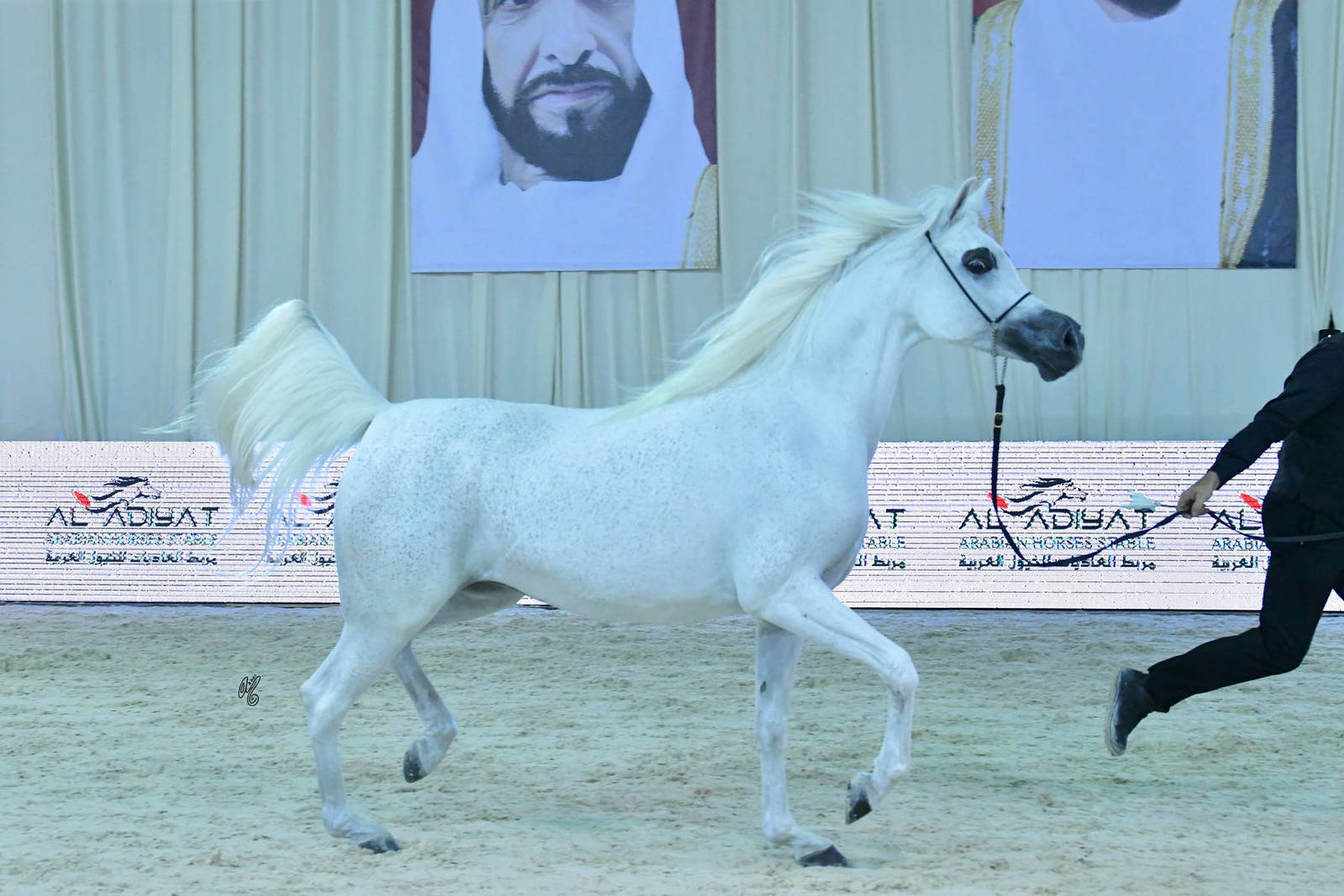 Senior Mare Gold Champion Basandrasettimocielo: (Ajman Moniscione X MA Scarlet) 