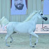 Senior Mare Gold Champion Basandrasettimocielo: (Ajman Moniscione X MA Scarlet) 