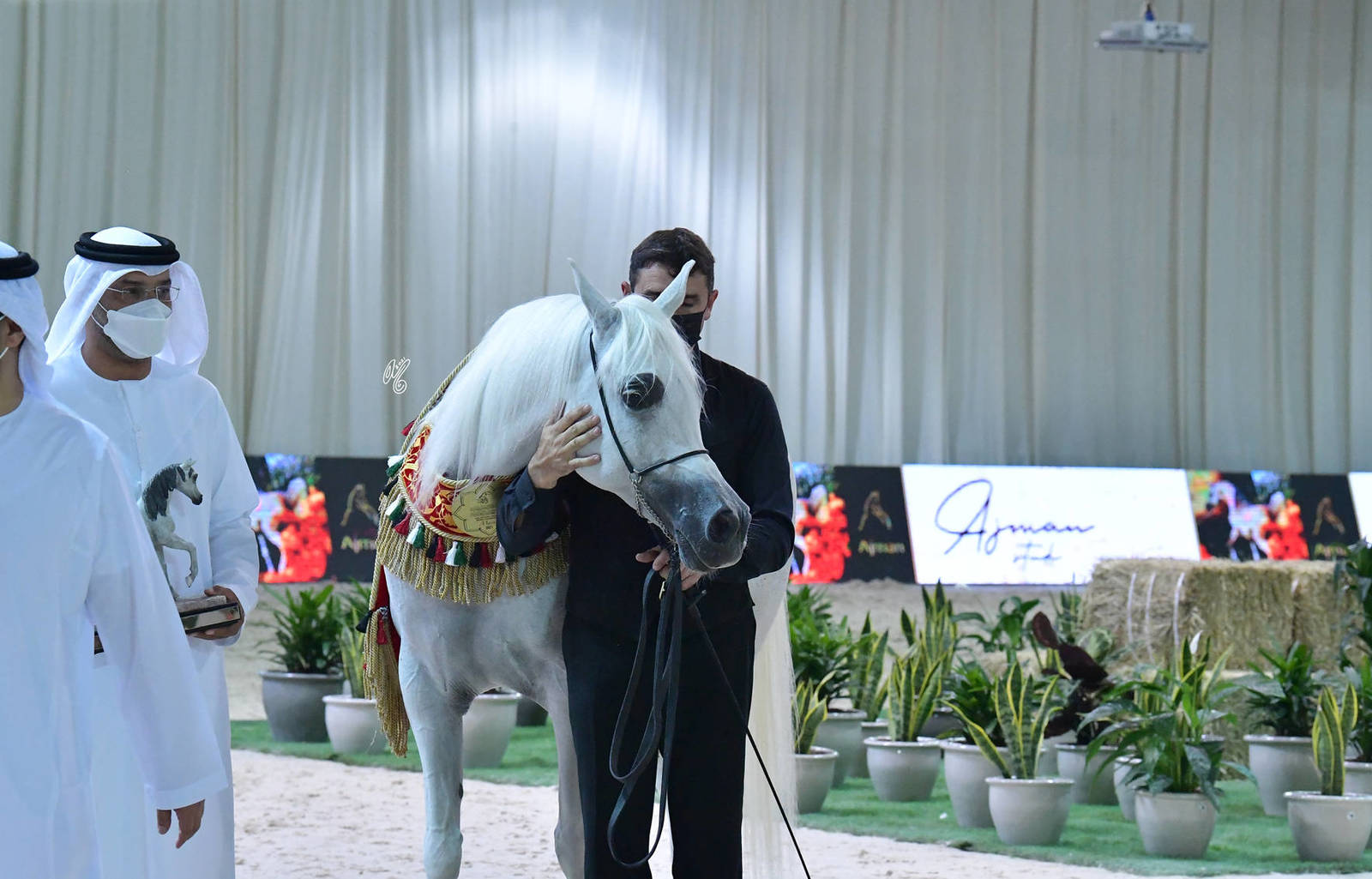 Senior Mare Gold Champion Basandrasettimocielo: (Ajman Moniscione X MA Scarlet) 