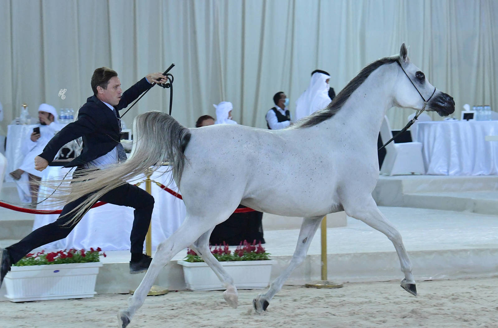 Senior Mare Silver Champion: Seher Al Jamal (Psyche Keret X Gaja Valentina) 