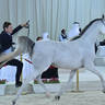 Senior Mare Silver Champion: Seher Al Jamal (Psyche Keret X Gaja Valentina) 