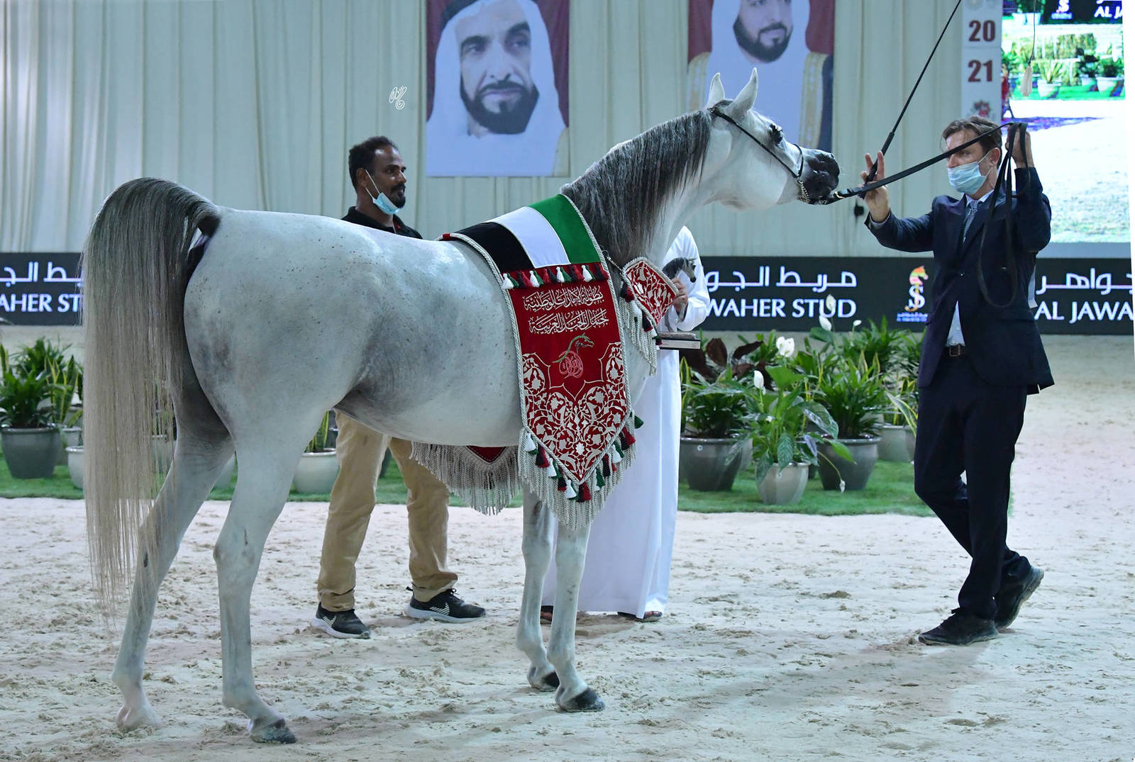 Senior Mare Silver Champion: Seher Al Jamal (Psyche Keret X Gaja Valentina) 
