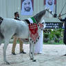 Senior Mare Silver Champion: Seher Al Jamal (Psyche Keret X Gaja Valentina) 