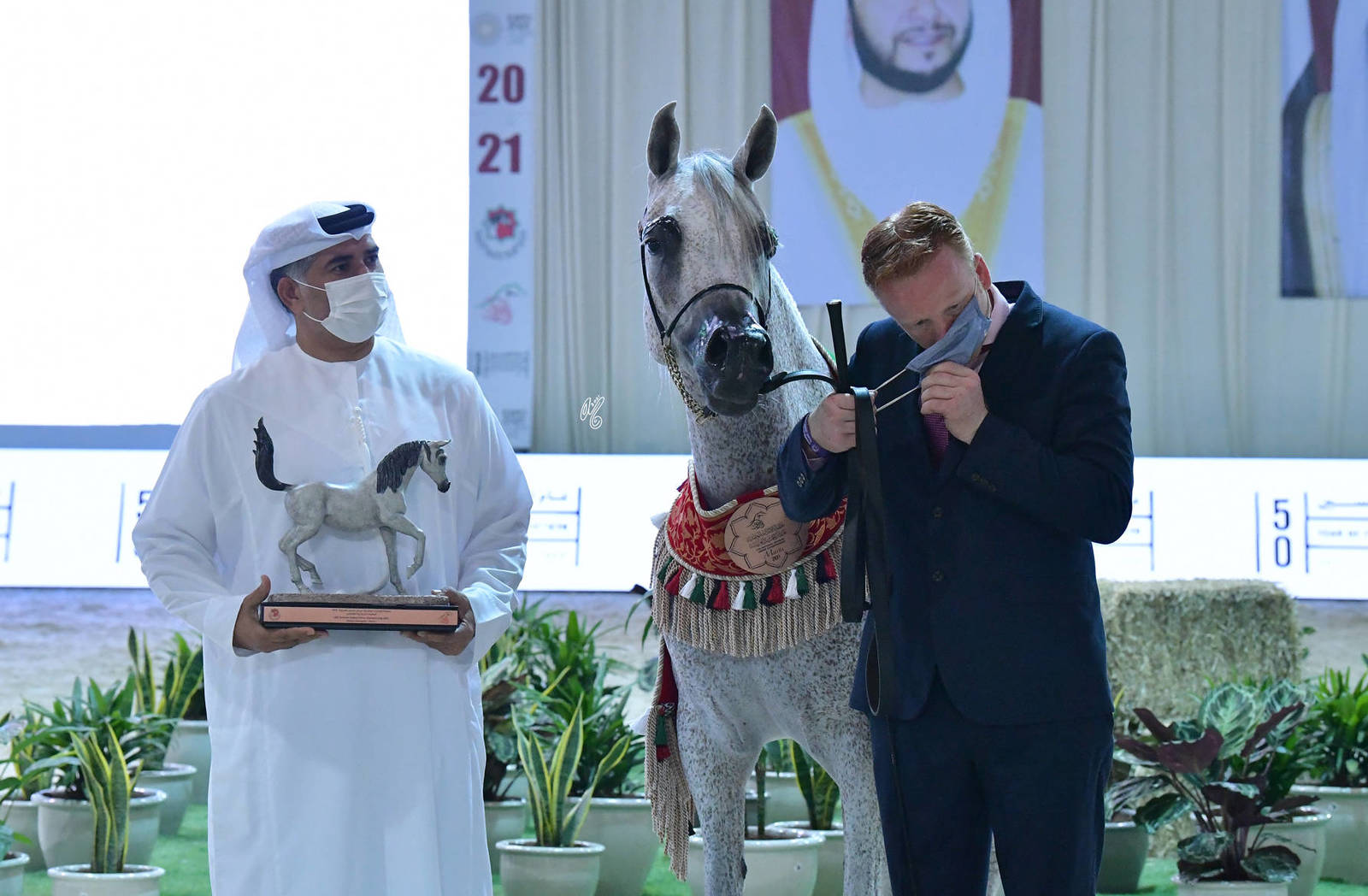 Senior Mare Bronze Champion: Al Aryam Khalood (Om El Bellissimo X Al Aryam Karubi)