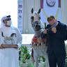 Senior Mare Bronze Champion: Al Aryam Khalood (Om El Bellissimo X Al Aryam Karubi)
