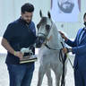Junior Colt Gold Champion: D Haddar (D Seraj X D Rowaida) 