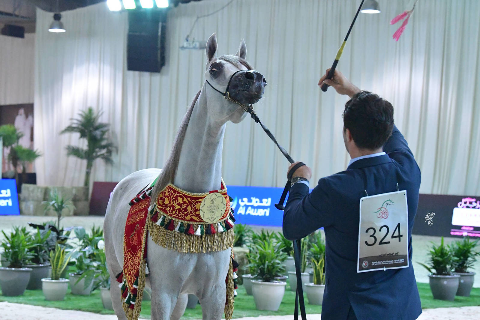 Junior Colt Gold Champion: D Haddar (D Seraj X D Rowaida) 