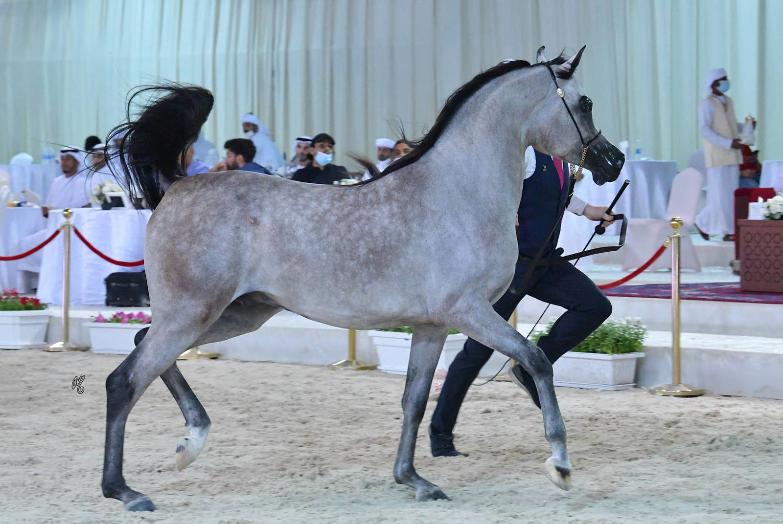 Junior Colt Silver Champion: Al Aryam Alyasat (Raoud Al Bidayer X Al Aryam Al Yaba)