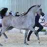 Junior Colt Silver Champion: Al Aryam Alyasat (Raoud Al Bidayer X Al Aryam Al Yaba)