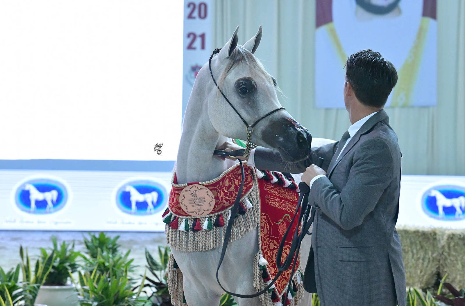 Junior Colt Bronze Champion: A.L.R. Tahady (Barjass Al Zobair X Psyche Kybele) 