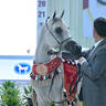 Junior Colt Bronze Champion: A.L.R. Tahady (Barjass Al Zobair X Psyche Kybele) 