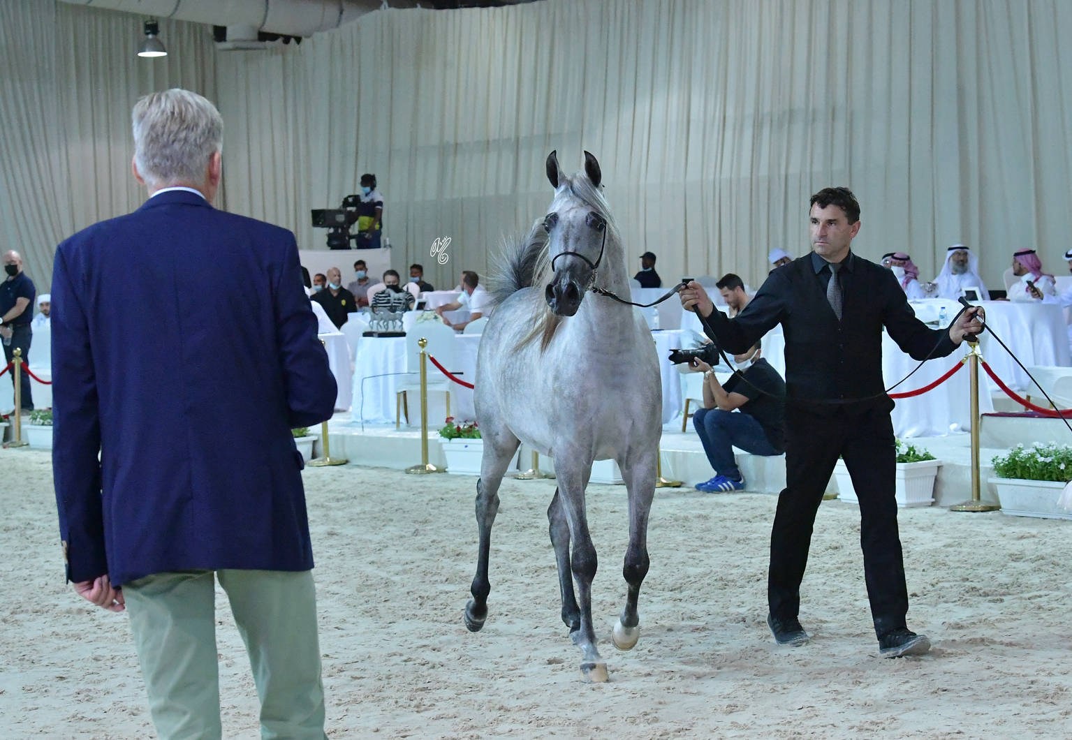 Junior Filly Gold Champion: AJ Kayya (AJ Kafu X AJA Caprice)