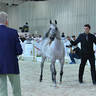 Junior Filly Gold Champion: AJ Kayya (AJ Kafu X AJA Caprice)