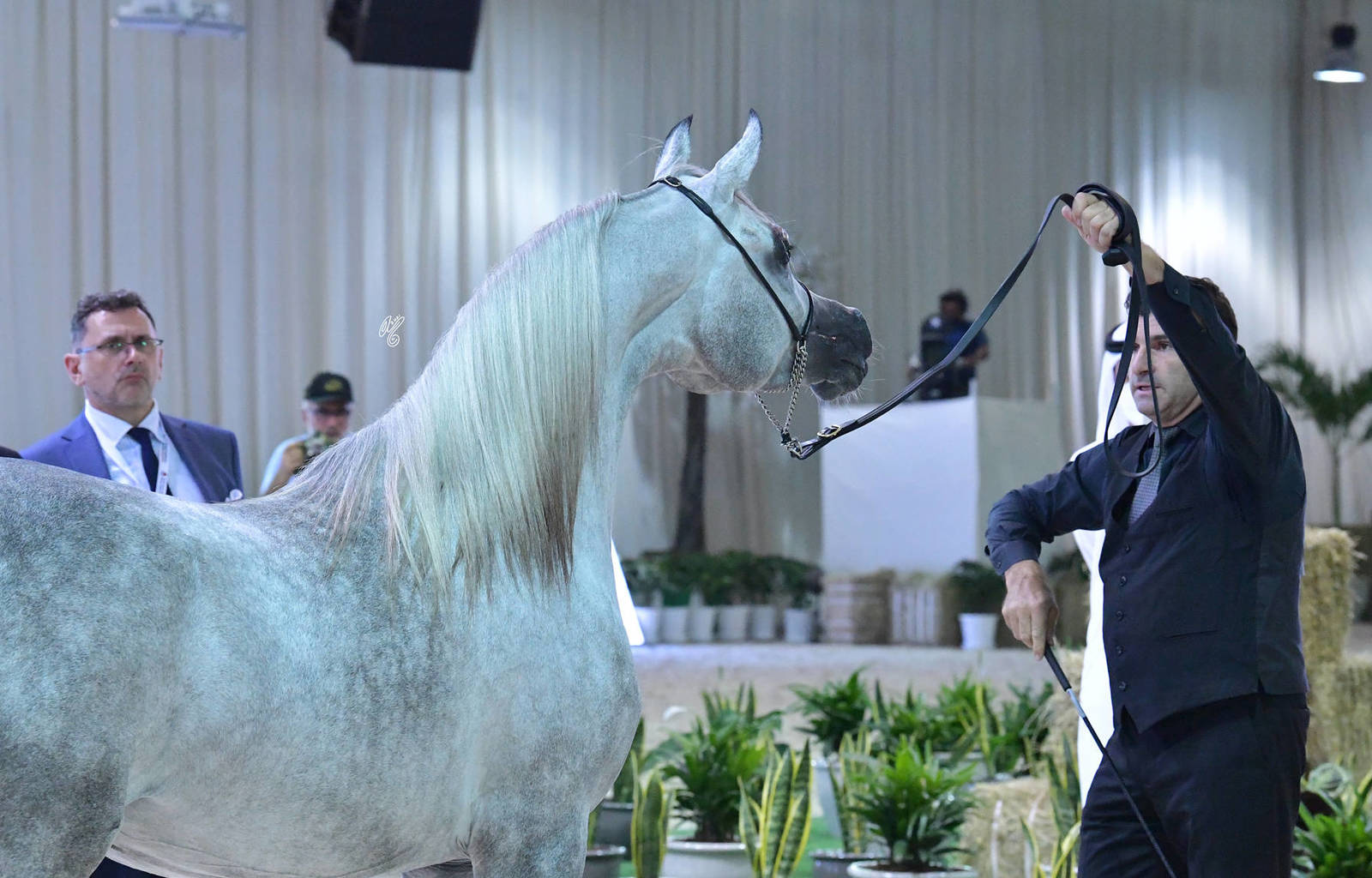 Junior Filly Gold Champion: AJ Kayya (AJ Kafu X AJA Caprice)