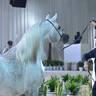 Junior Filly Gold Champion: AJ Kayya (AJ Kafu X AJA Caprice)