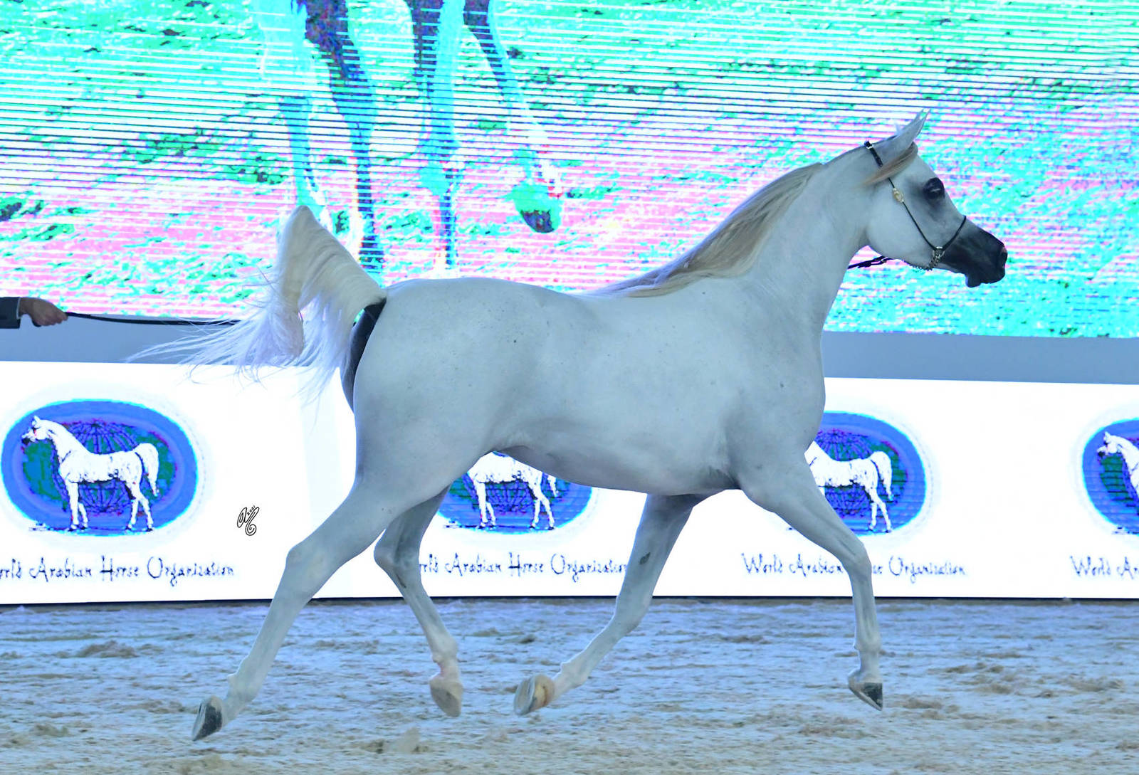 Junior Filly Silver Champion: Halhola Al Hawajer (D Khattaf X ZT Magrumi) 