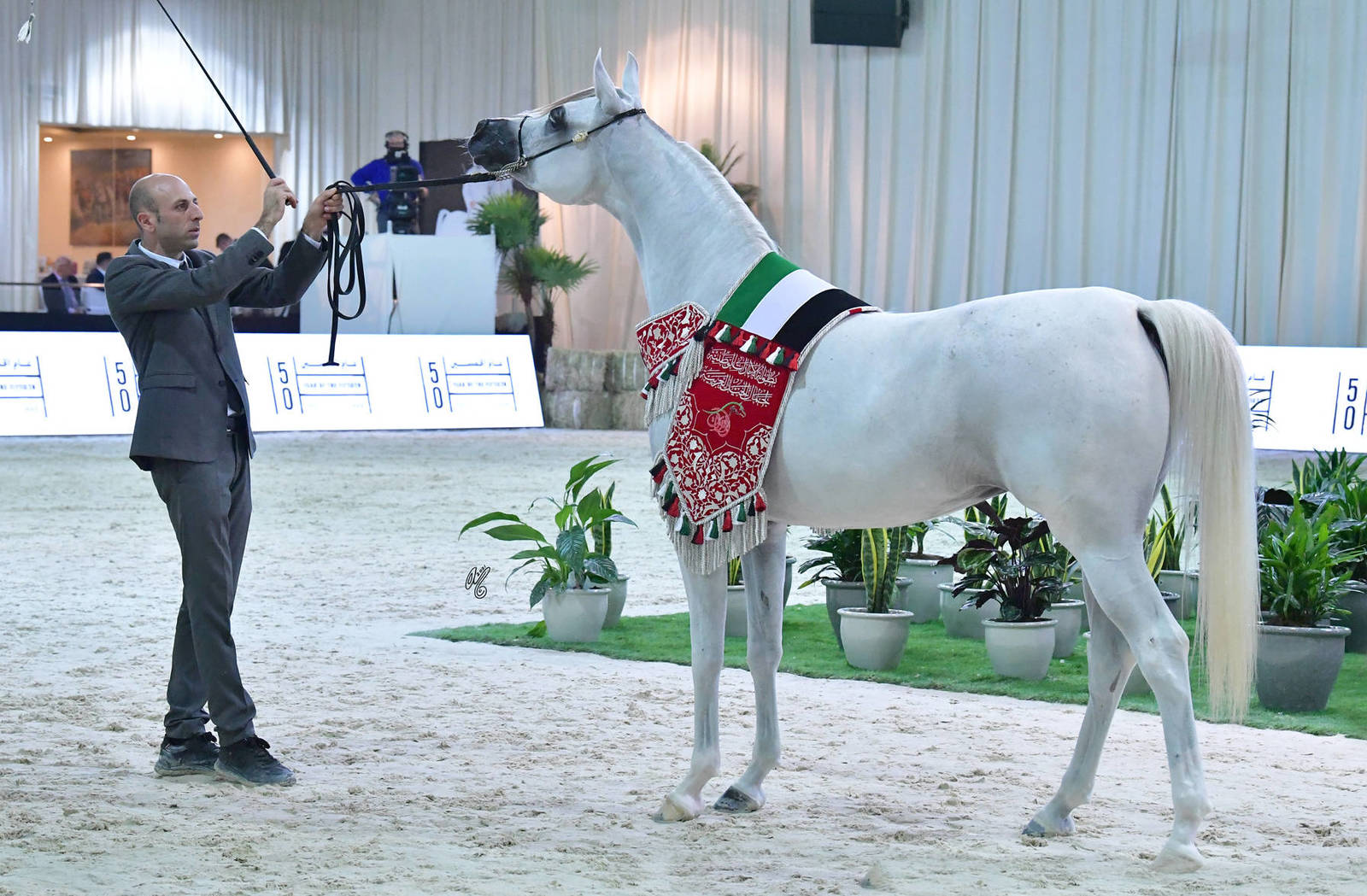 Junior Filly Silver Champion: Halhola Al Hawajer (D Khattaf X ZT Magrumi) 