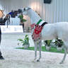 Junior Filly Silver Champion: Halhola Al Hawajer (D Khattaf X ZT Magrumi) 