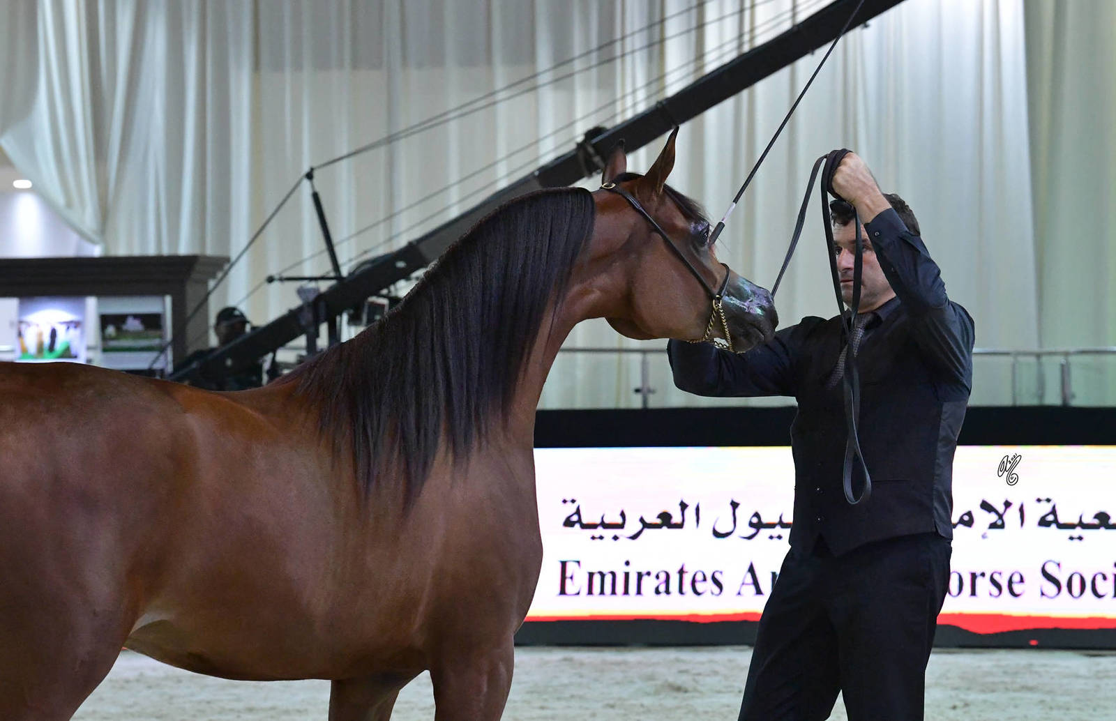 Junior Filly Bronze Champion: AJ Alula (AJ Marzan X Ayat Almuawd) 