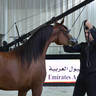 Junior Filly Bronze Champion: AJ Alula (AJ Marzan X Ayat Almuawd) 