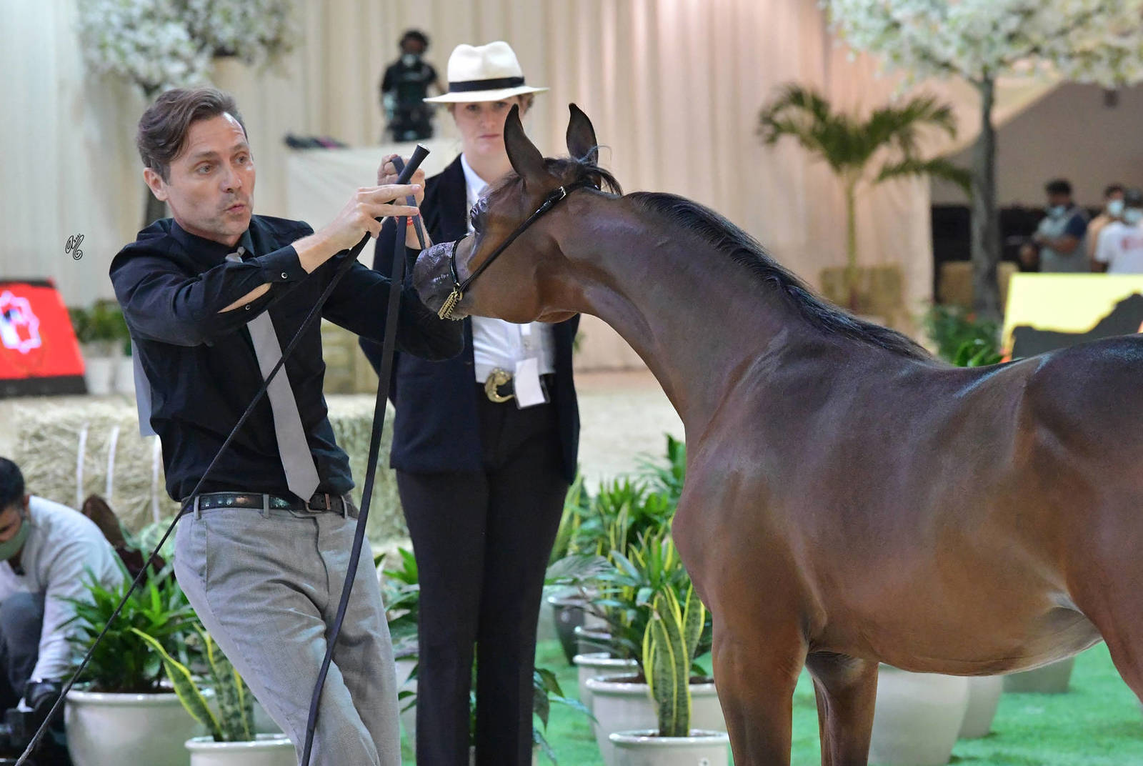 Yearling Colt Gold Champion: JS Troy (Dominic M X D Ghaneemah) 