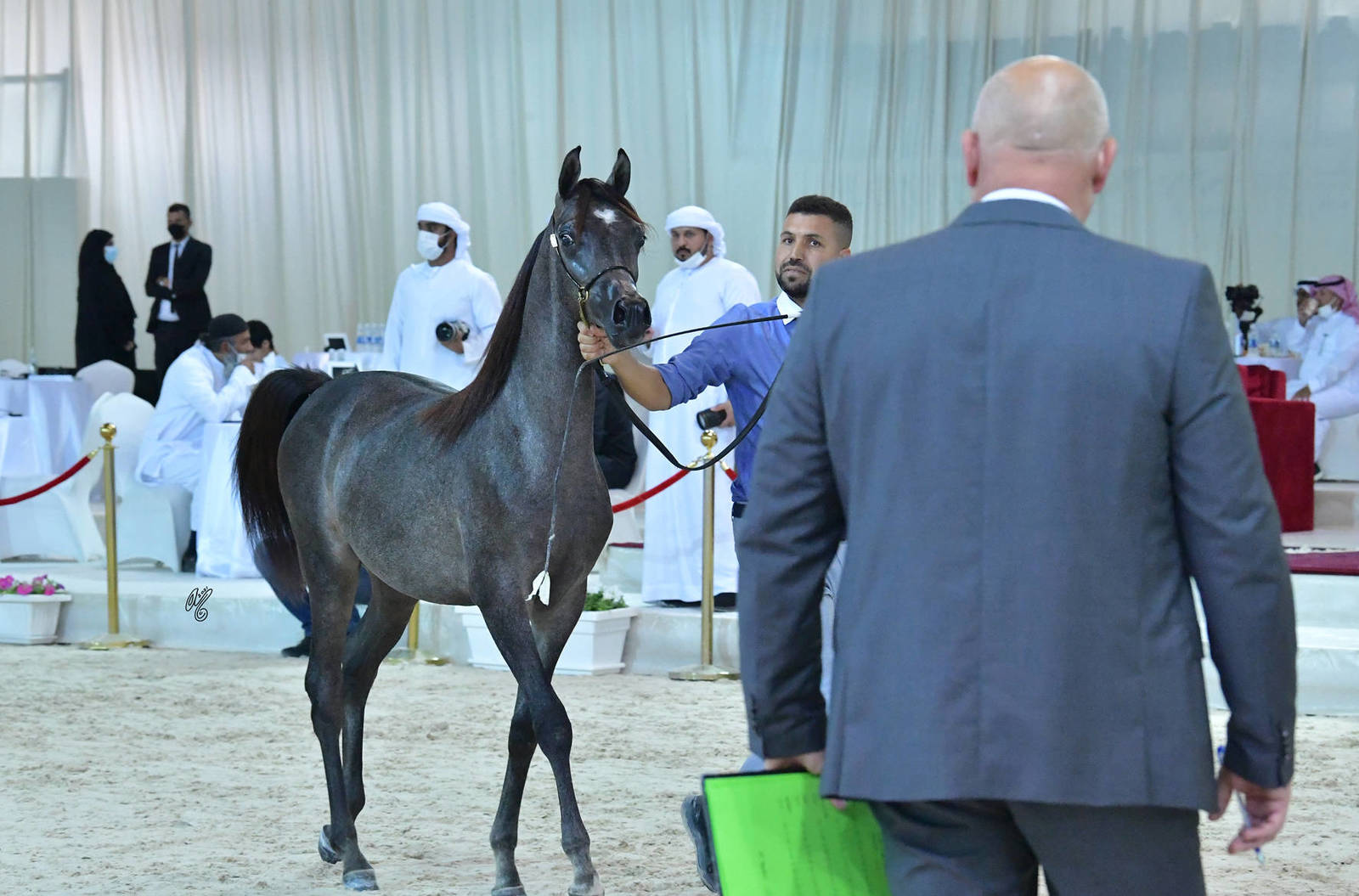 Yearling Colt Silver Champion: FD Rafale (D Maysoor X D Arta)
