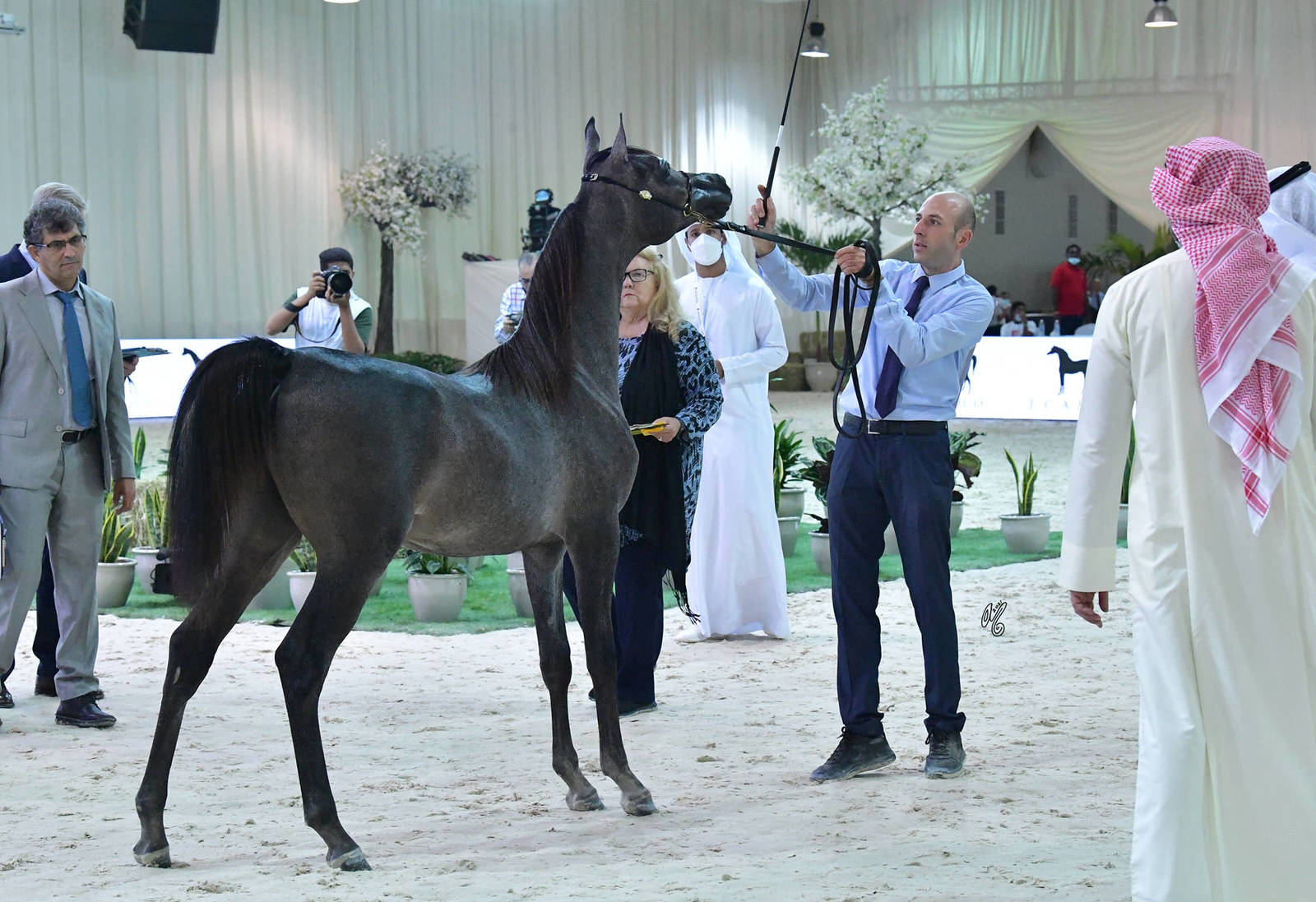 Yearling Colt Silver Champion: FD Rafale (D Maysoor X D Arta)