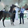 Yearling Colt Silver Champion: FD Rafale (D Maysoor X D Arta)