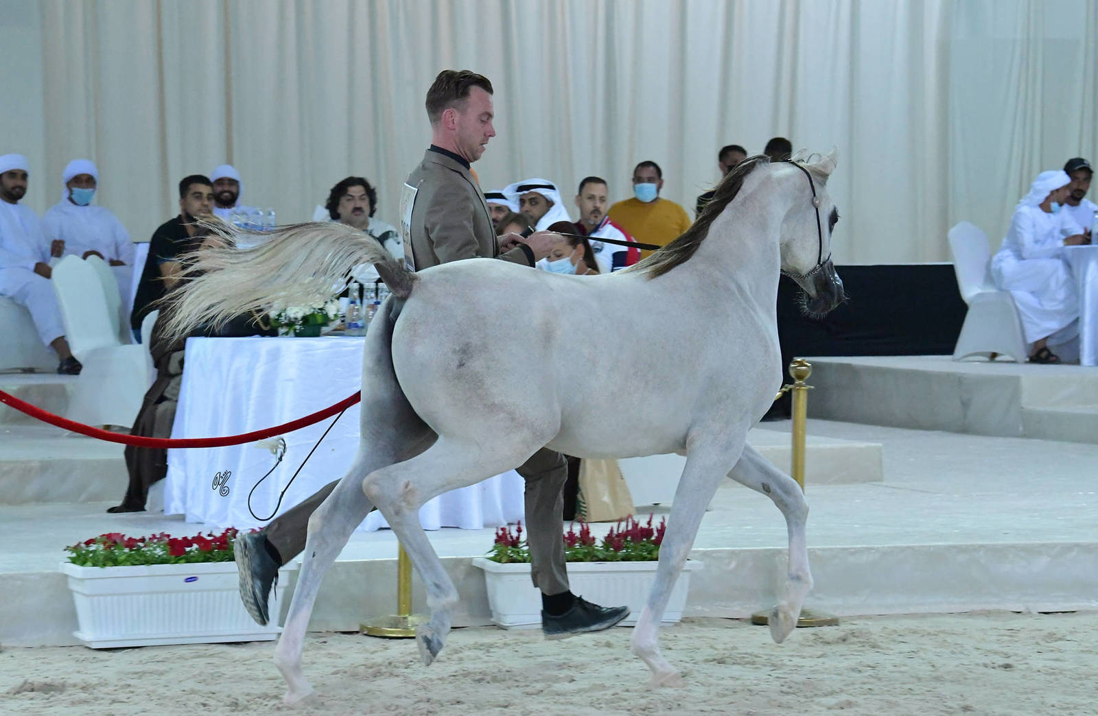 Yearling Colt Bronze Champion: Falah Al Hawajer (Aned Al Hawajer X Marami Al Hawajer) 