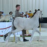 Yearling Colt Bronze Champion: Falah Al Hawajer (Aned Al Hawajer X Marami Al Hawajer) 