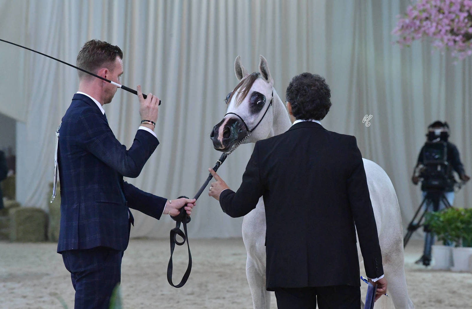 Yearling Colt Bronze Champion: Falah Al Hawajer (Aned Al Hawajer X Marami Al Hawajer) 