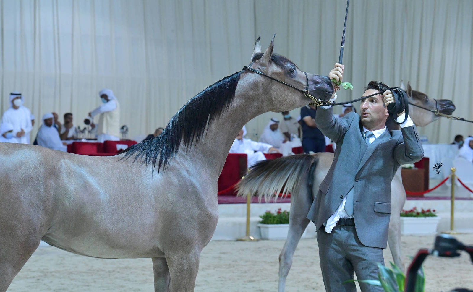 Yearling Filly Gold Champion: D Rama (Fa El Rasheem X D Ajayeb)