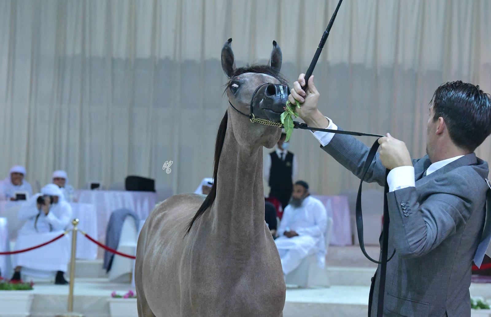 Yearling Filly Gold Champion: D Rama (Fa El Rasheem X D Ajayeb)
