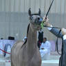 Yearling Filly Gold Champion: D Rama (Fa El Rasheem X D Ajayeb)