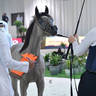 Yearling Filly Silver Champion: MZ Rafigah (A.Z Awan X QR Andrea)