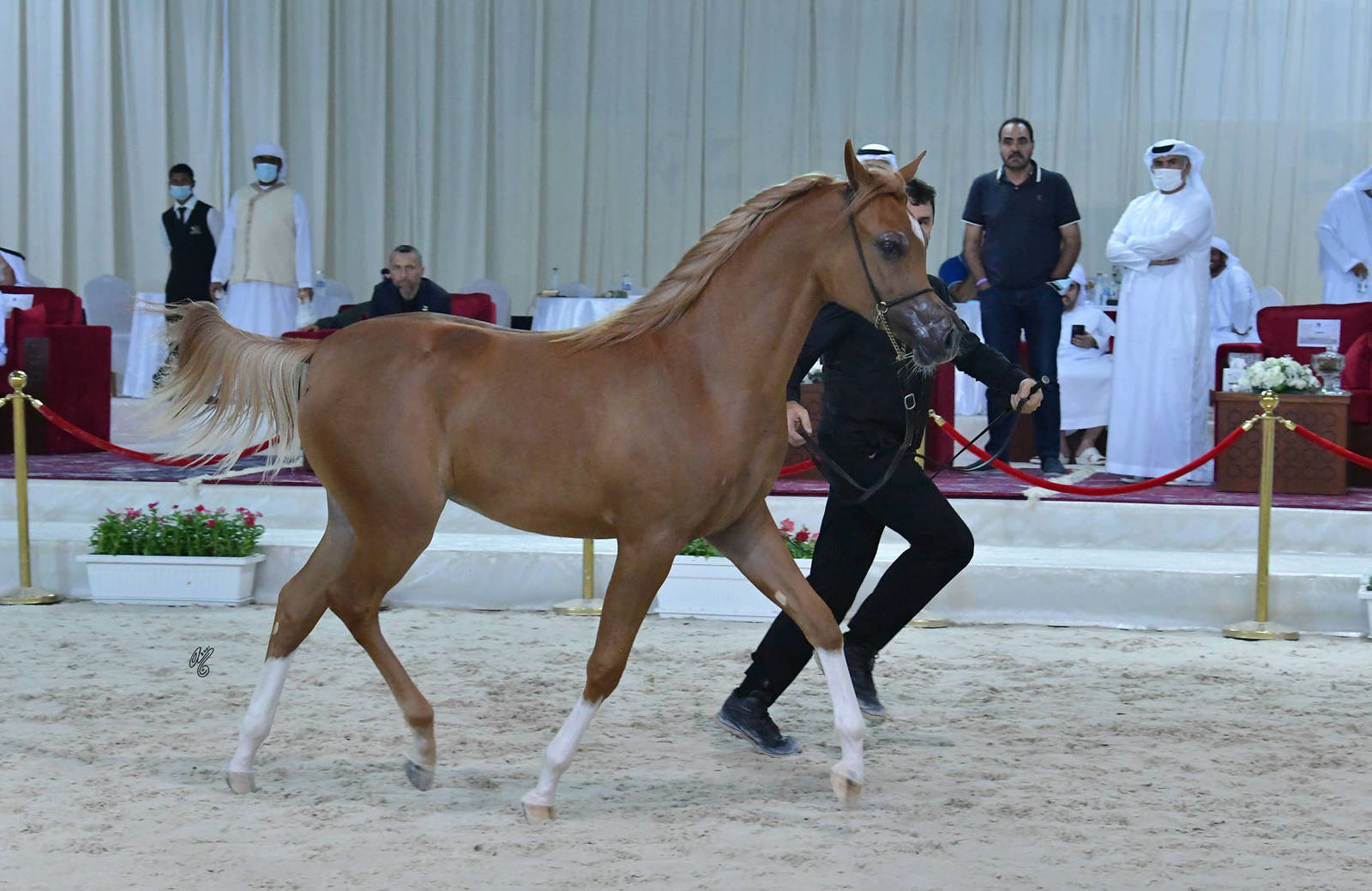 Yearling Filly Bronze Champion: AJ Sanem (AJ Azzam X RK Sadeem)