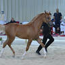 Yearling Filly Bronze Champion: AJ Sanem (AJ Azzam X RK Sadeem)