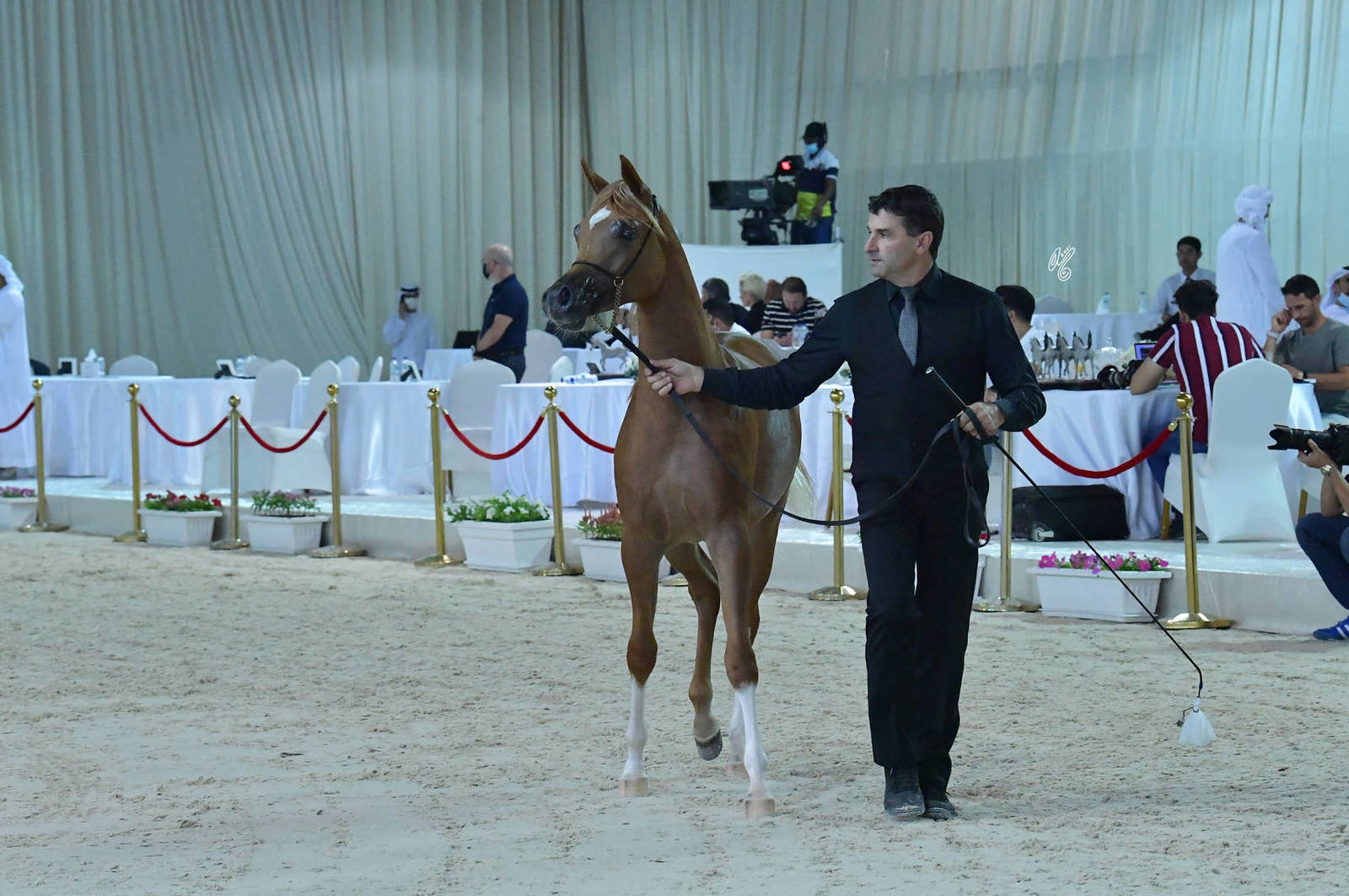 Yearling Filly Bronze Champion: AJ Sanem (AJ Azzam X RK Sadeem)