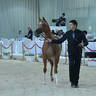 Yearling Filly Bronze Champion: AJ Sanem (AJ Azzam X RK Sadeem)