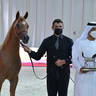Yearling Filly Bronze Champion: AJ Sanem (AJ Azzam X RK Sadeem)