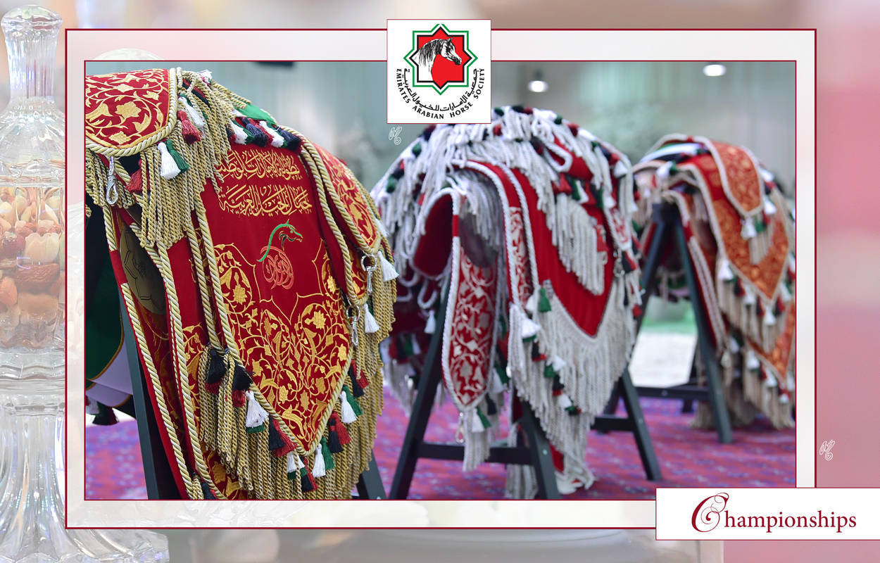 The 2021 UAE National Arabian Horse Championship ~ Abu Dhabi PHOTO GALLERY