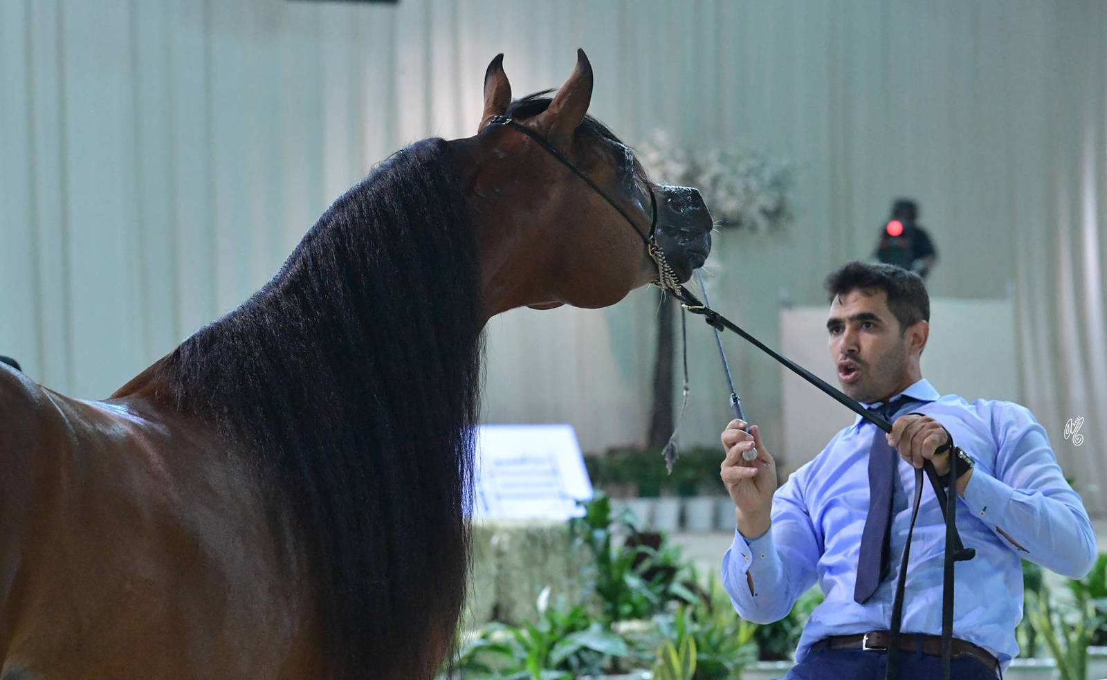 Stallions 10 and Over: Ssharaz 